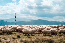 Die Herde folgt ihrem Hirten   Foto: unsplash/Leo foureaux
